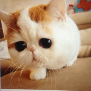 Meet your Posher, Cora